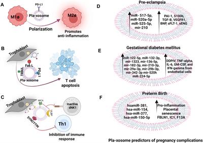 Immunological Changes in Pregnancy and Prospects of Therapeutic Pla-Xosomes in Adverse Pregnancy Outcomes